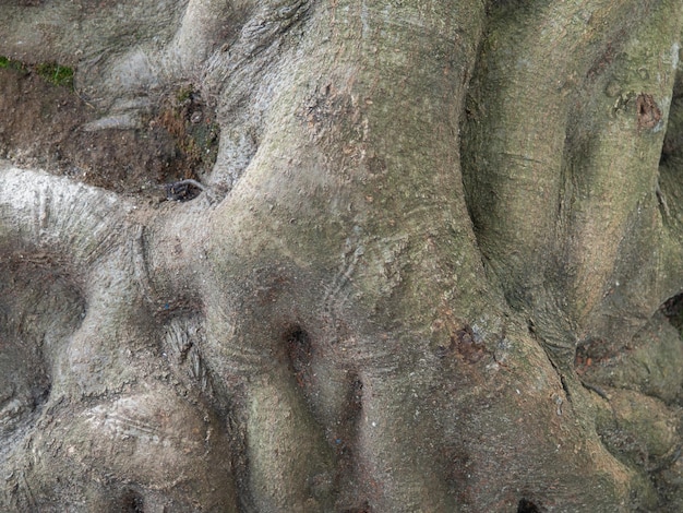Estrutura da casca Tronco de árvore fechado Casca de árvore Botânica fundo natural