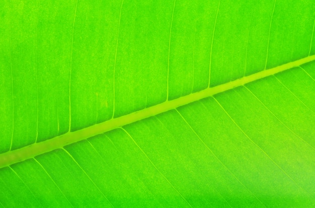 Estrutura do fundo natural da folha