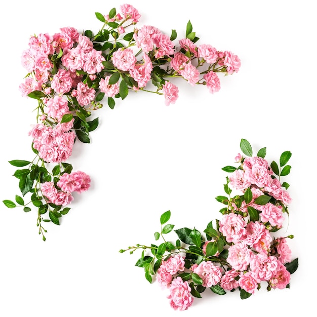 Estrutura floral Composição de flores e folhas de rosa isoladas em fundo branco Elemento de design Vista superior plana