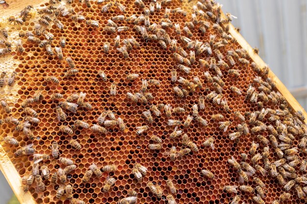 Foto estrutura hexagonal abstrata é um favo de abelhas de colmeia cheio de mel dourado composição de verão do favo de mel que consiste em mel pegajoso da aldeia de abelhos mel rural de favos de abelho para o campo