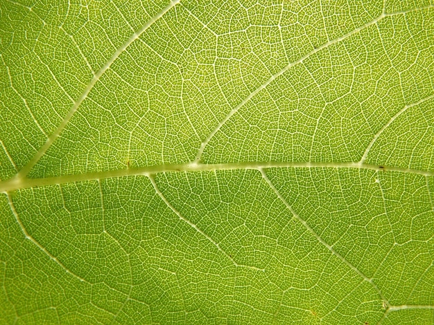 Estrutura macro de uma folha verde de uma árvore fechada
