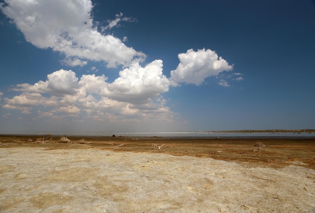 Estuario