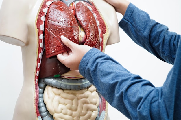 Estudante asiático aprendendo com modelo de corpo humano em biologia anatômica em sala de aula no ensino médio