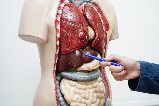 Estudiante asiático aprendiendo con un modelo del cuerpo humano en biología anatómica en el aula de la escuela secundaria