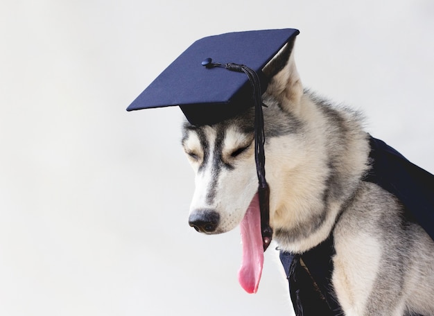 El estudiante gracioso perro husky