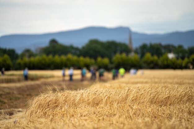 Foto estudiantes agrícolas en un campo aprendiendo sobre la agricultura de cultivos en américa