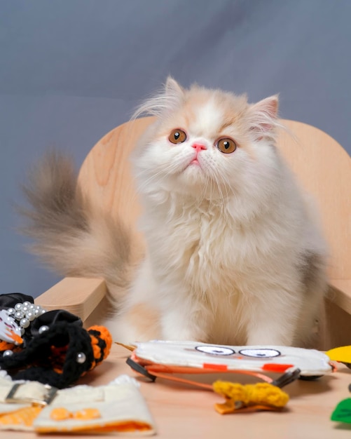 Foto estúdio de sessão de fotos de gato fofo persa feminino cinza e branco com fundo branco com expressão de gato