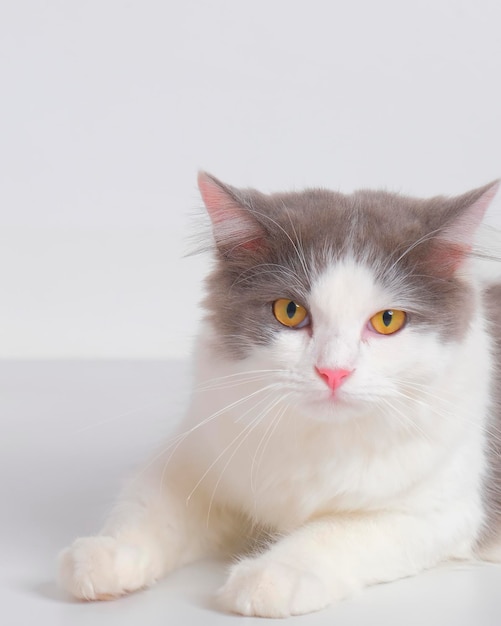 Estúdio de sessão de fotos de gato fofo persa feminino cinza e branco com fundo branco com expressão de gato