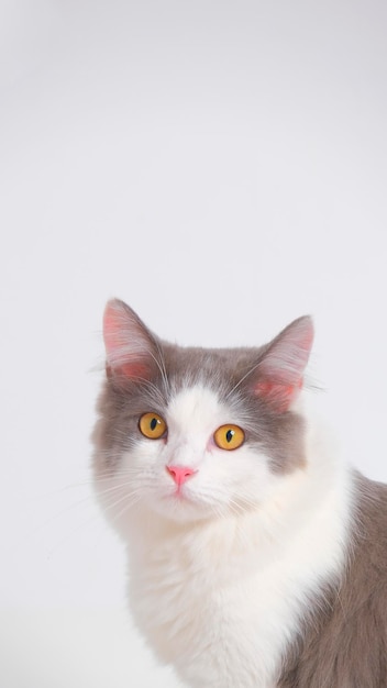 Estúdio de sessão de fotos de gato fofo persa feminino cinza e branco com fundo branco com expressão de gato