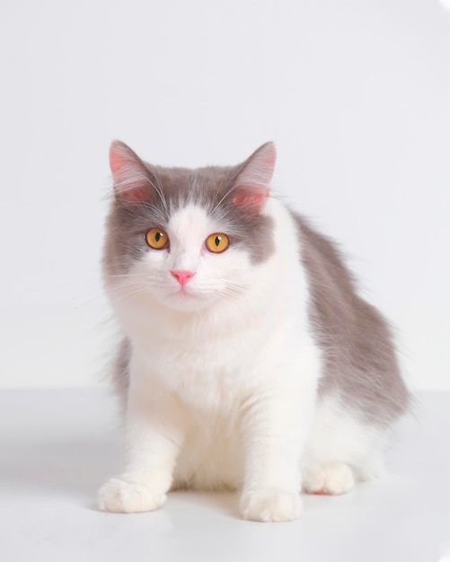 Estúdio de sessão de fotos de gato fofo persa feminino cinza e branco com fundo branco com expressão de gato