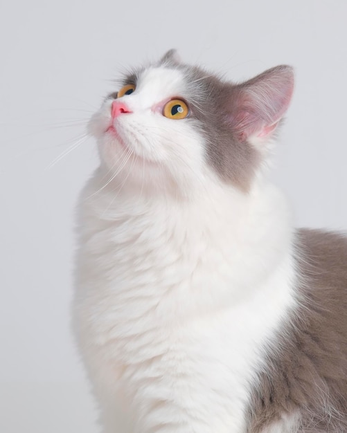 Estúdio de sessão de fotos de gato fofo persa feminino cinza e branco com fundo branco com expressão de gato