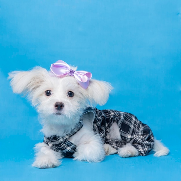 Foto estúdio de sessão de fotos maltês feminino fotografia de animais de estimação com camisa preta fundo azul e propriedade expressão fofa cachorrinho