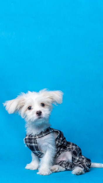 Estúdio de sessão de fotos maltês feminino fotografia de animais de estimação com camisa preta fundo azul e propriedade expressão fofa cachorrinho