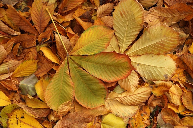 Estudio de otoño de hojas caídas