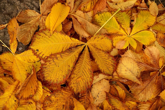 Estudio de otoño de hojas caídas