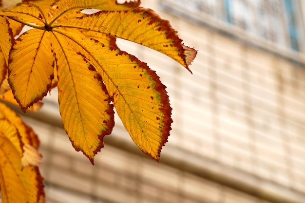 Estudio de otoño con hojas de castaño.