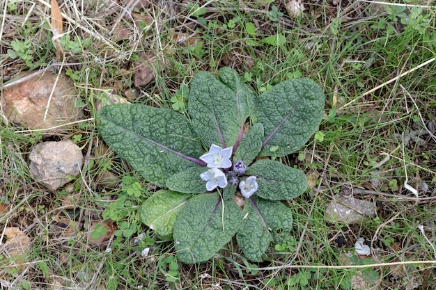 Estudio de plantas Una planta rara de mandrágora nombre científico Mandragora officinarum crece en un hábitat natural