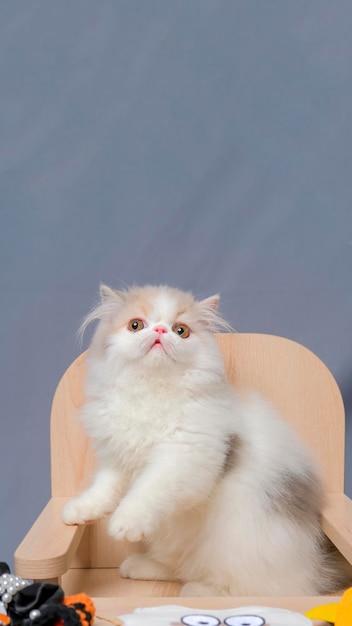 Estudio de sesión de fotos de gato esponjoso persa hembra gris y blanco con fondo blanco con expresión de gato