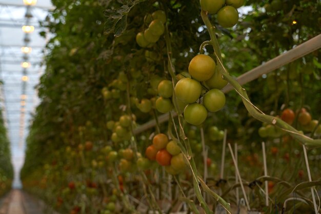 Estufa com brotos de tomate e frutas