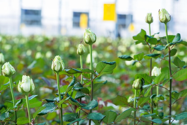 Estufa com flores rosas