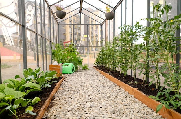 Estufa com mudas jovens de tomate e repolho no meio do pátio da cidade