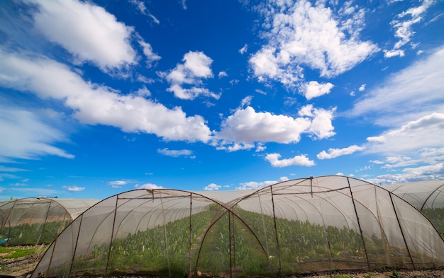 Foto estufa com vegetais de acelga sob céu azul dramático