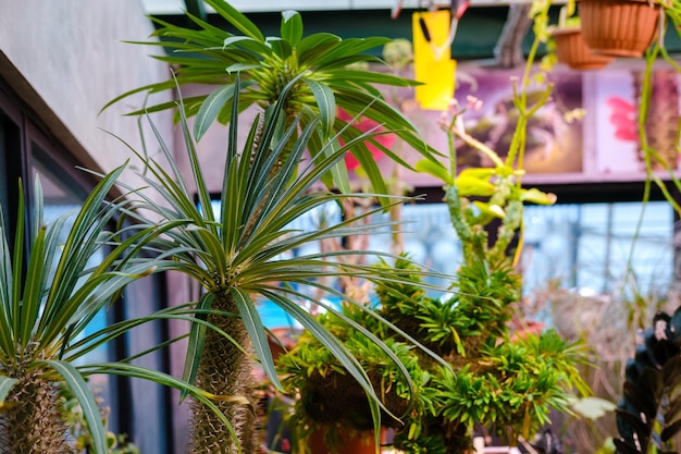 Estufa de cacto incomum com cacto no jardim botânico muitas plantas