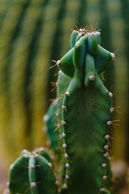 Estufa de cacto incomum com cacto no jardim botânico muitas plantas