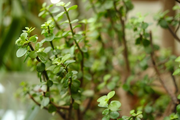 estufa de cacto incomum com cactono jardim botânico muitas plantas Foto de alta qualidade