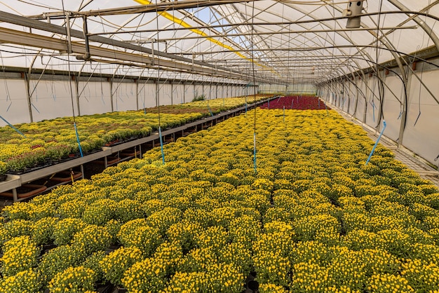 Estufa de crisântemo amarelo florescente