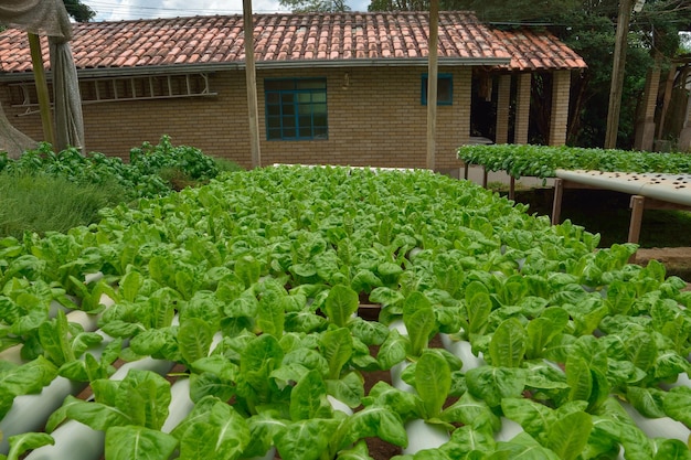 Estufa de Fazenda Hidropônica