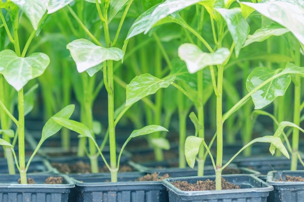 Estufa de mudas de pimentão Cultivo de mudas de pimenta Estufa Brotos de pimenta