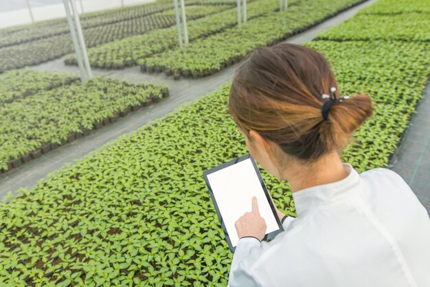 Foto estufa de tablet de engenheiro de biotecnologia feminina. plantar mudas crescendo primavera com efeito de estufa.