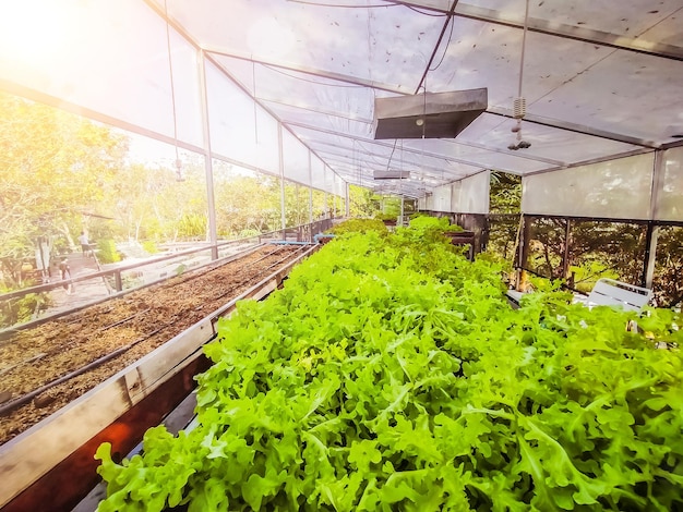 Estufa hidropônica Fazenda de agricultura de alface. fileiras de plantas jovens crescendo