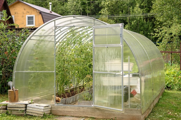 Foto estufa no quintal com uma porta aberta cultivando tomates e pepinos no verão em seu jardim