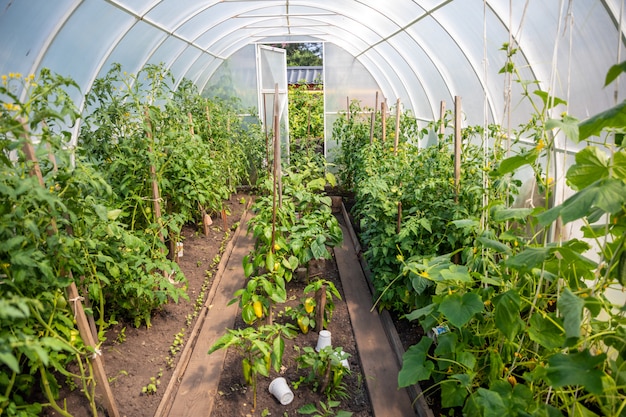 Estufa privada interna com plantas no jardim de casa