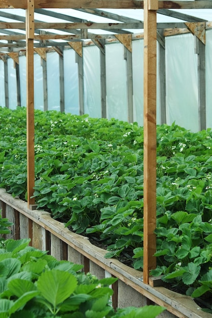 Estufa rústica com fileiras de morangos florescendo