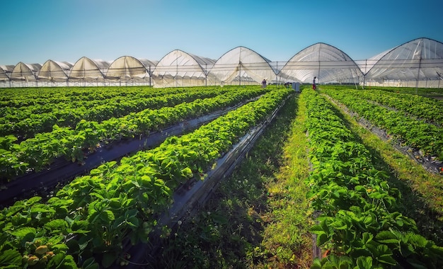 Estufa usada para o cultivo de morangos na Carélia Estufas para plantas jovens de morango no campo Plantação de morango Filas longas