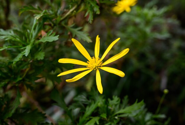 Estufa verde. plantas no jardim botânico. Bunga Calendula.