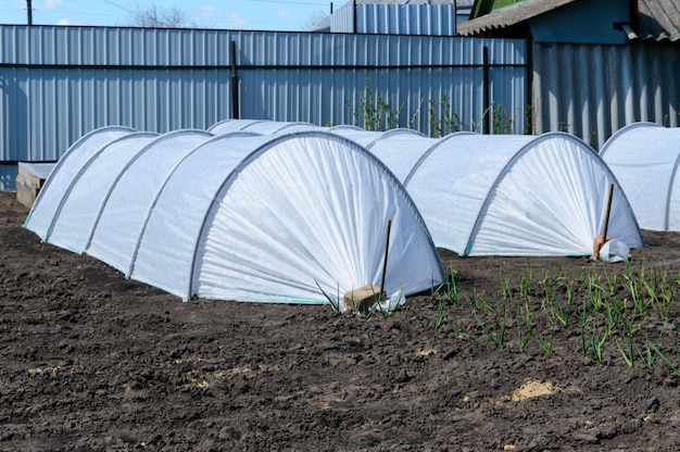 Estufas de jardim em forma de arcos cobertos com fibra. Jardim. Tecnologia de cultivo de vegetais e verduras. Uso doméstico. Vila.