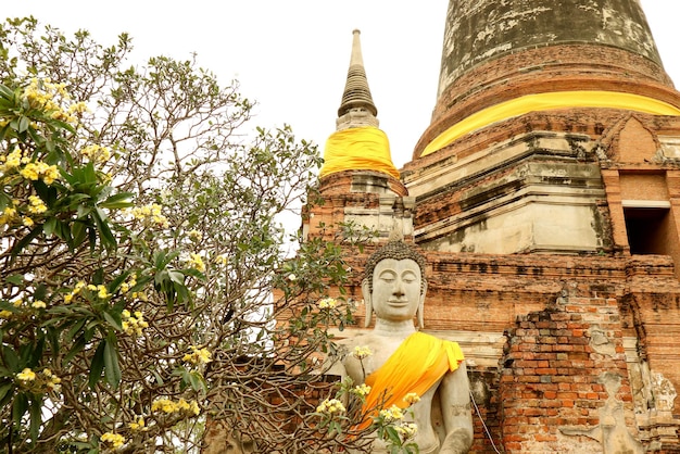 La estupa con Plumeria Tree en primer plano el templo Wat Yai Chai Mongkhon en Ayutthaya, Tailandia