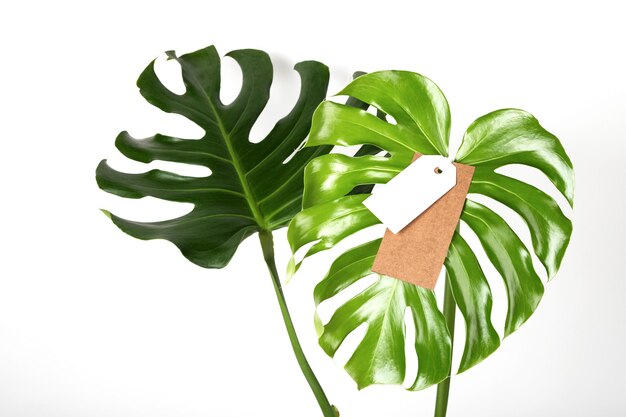 Etiqueta de etiqueta simulada em folhas de monstera em fundo branco conceito de sexta-feira verde