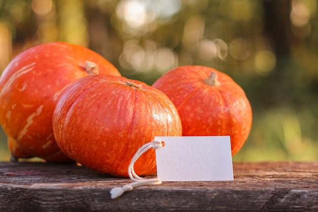 Etiqueta de maqueta y calabaza. Lugar para el texto. Plantilla de postal de acción de gracias y halloween