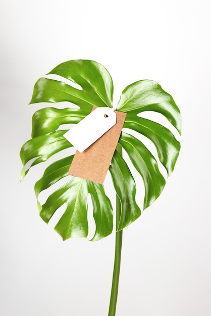 Etiqueta maqueta en hojas de monstera sobre fondo blanco concepto de viernes verde