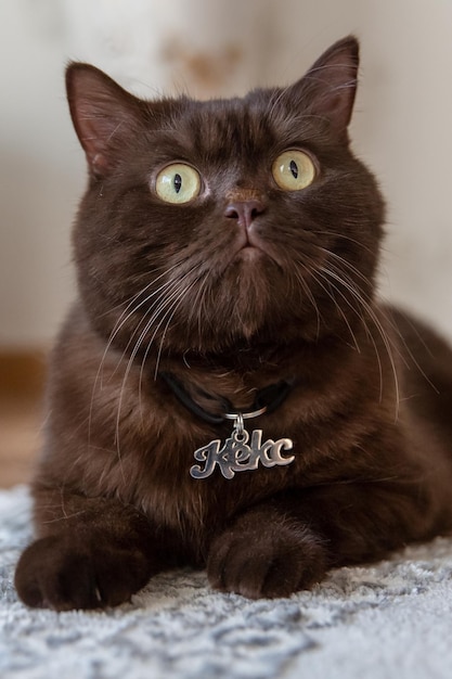 Foto etiqueta con el nombre del gato keks. gato escocés marrón en casa con etiqueta