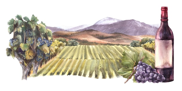Etiqueta de vino de acuarela botella de vino tinto con racimo de uvas frente a viñedos paisaje rural