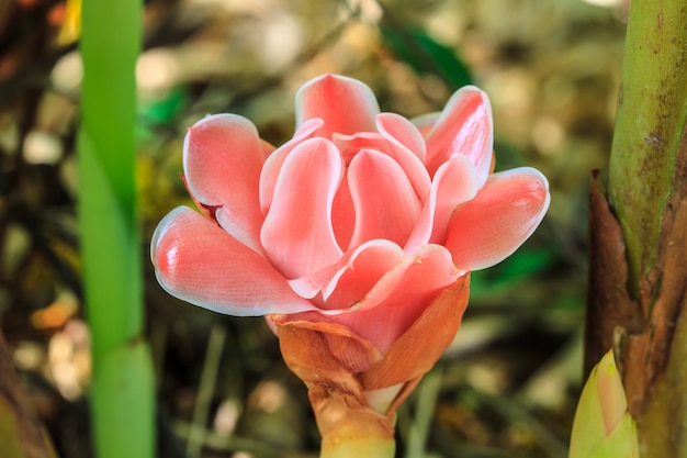 Etlingera Elatior o Antorcha Roja Ginger