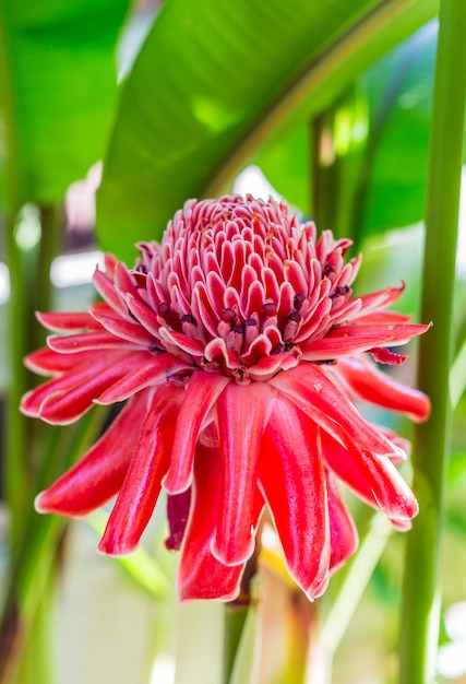 Foto etlingera elatior ou red torch ginger