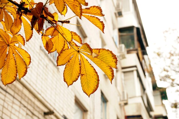 Etude de otoño con hojas de castaño