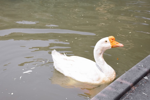 Etwas Fokus der weißen Ente des Schwimmens im Teich am sonnigen Tag